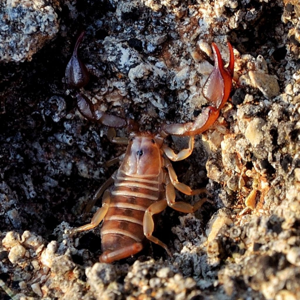 Euscorpius cf. salentinus frmmina dal sud Salento